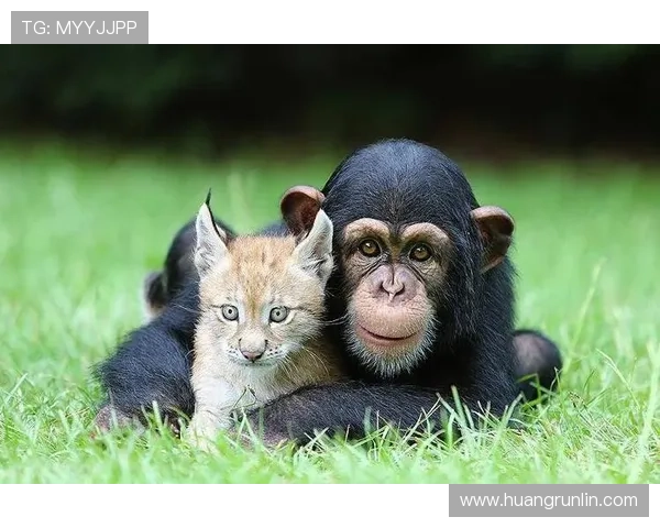 努涅斯与桑切斯：南美前锋风格的进化与差异解析
